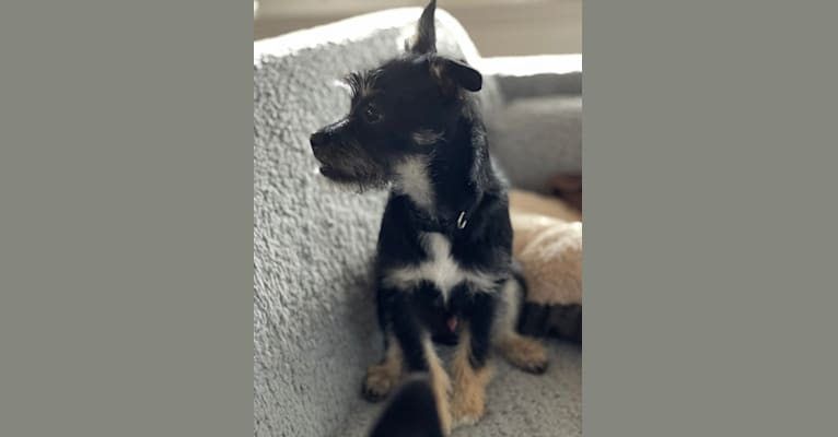 Mason, a Chihuahua and Poodle (Small) mix tested with EmbarkVet.com