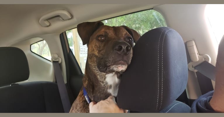 Buddy, an American Pit Bull Terrier and Doberman Pinscher mix tested with EmbarkVet.com