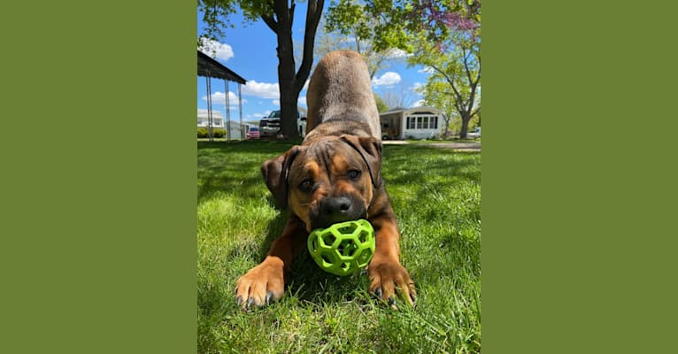 Lenny, a Rottweiler and American Pit Bull Terrier mix tested with EmbarkVet.com