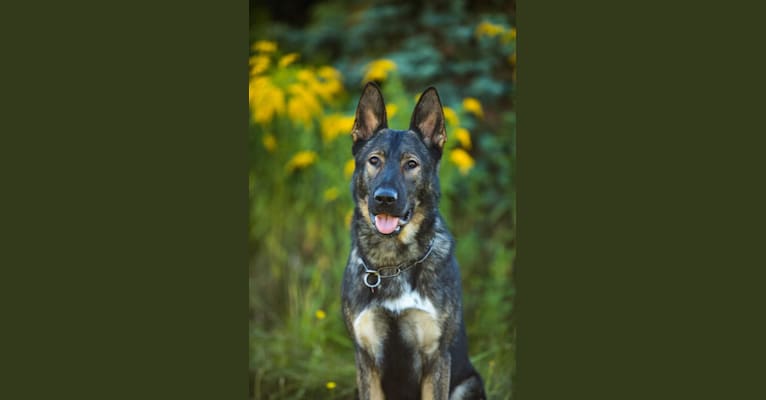 Mittens, a German Shepherd Dog tested with EmbarkVet.com