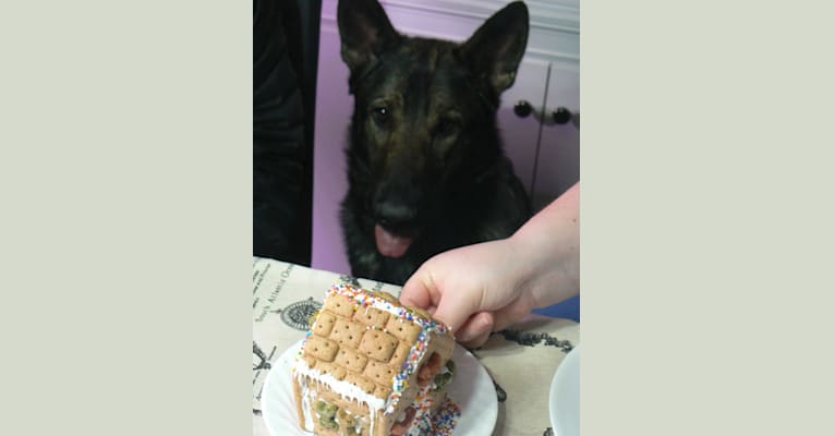 Apollo, a German Shepherd Dog tested with EmbarkVet.com