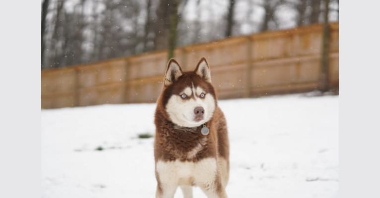 Kozmo, a Siberian Husky tested with EmbarkVet.com