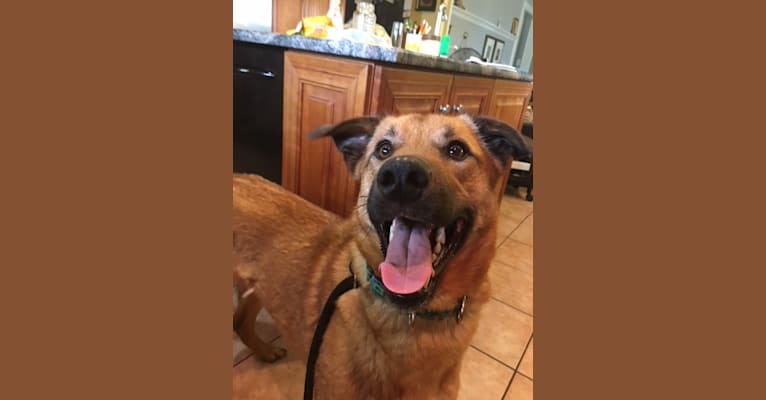 Murphy, an Anatolian Shepherd Dog and Australian Cattle Dog mix tested with EmbarkVet.com