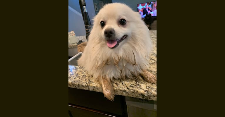 Koda, a Pomeranian tested with EmbarkVet.com