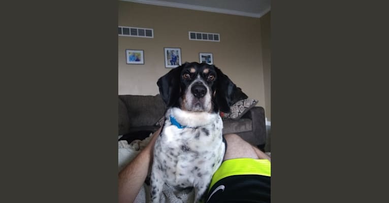 Donnie, a Beagle tested with EmbarkVet.com