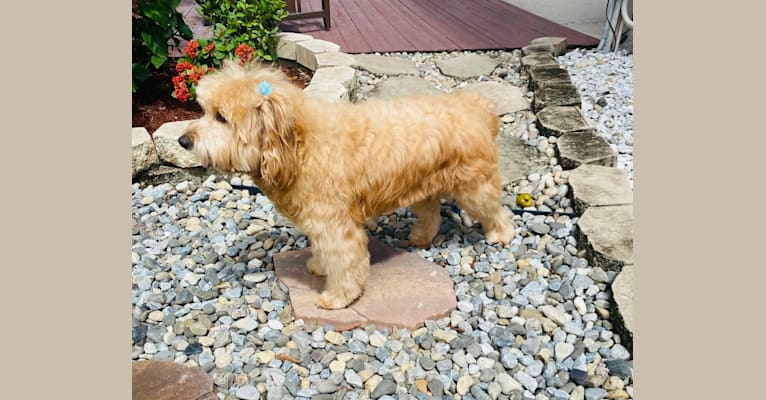 Sadie Lady, a Goldendoodle tested with EmbarkVet.com