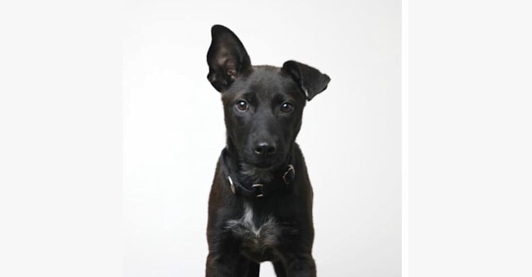 Penelope, an American Pit Bull Terrier and Chow Chow mix tested with EmbarkVet.com