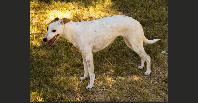 Hope, a Whippet and Border Collie mix tested with EmbarkVet.com