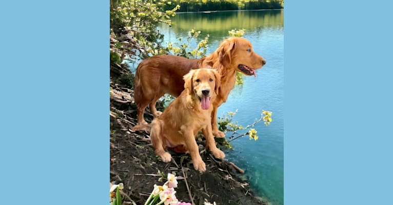 Angel Baby, a Golden Retriever tested with EmbarkVet.com