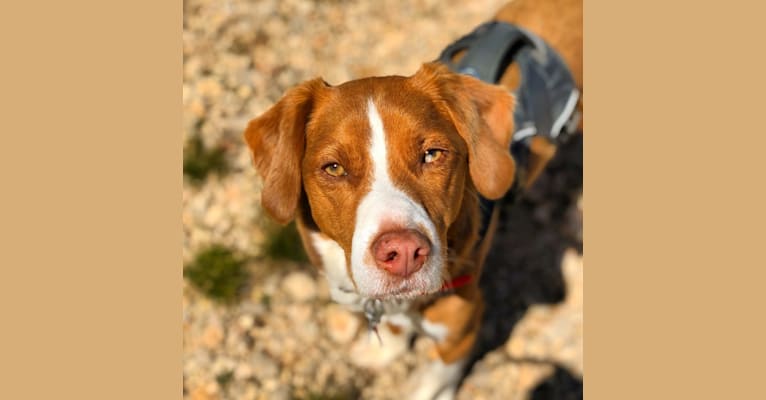Rusty, a Beagle and Australian Shepherd mix tested with EmbarkVet.com
