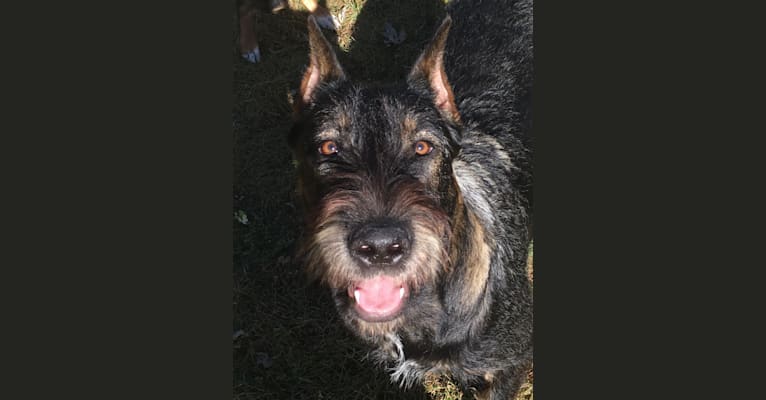 Embark Dog Dna Test Breed