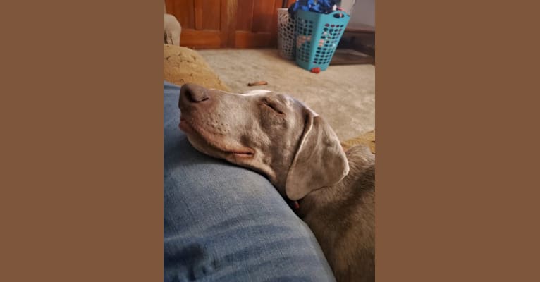 Maggie, a Weimaraner and Catahoula Leopard Dog mix tested with EmbarkVet.com