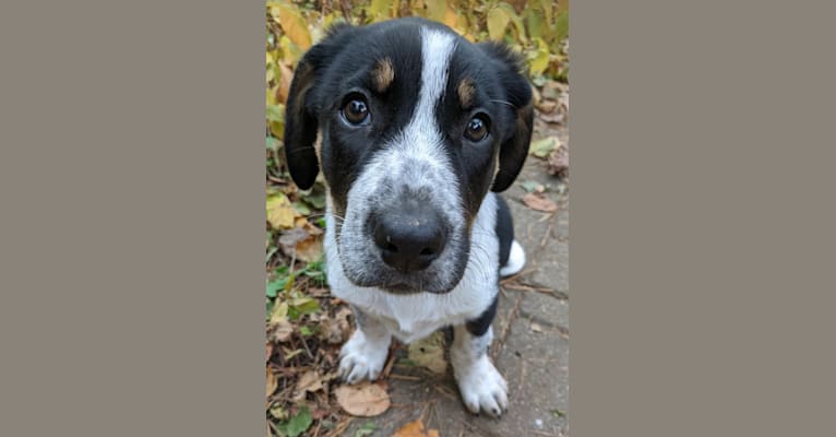 Crick, a Border Collie and Bluetick Coonhound mix tested with EmbarkVet.com