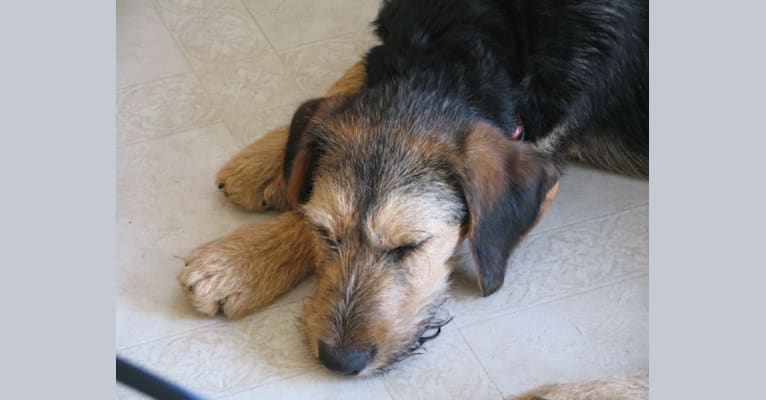 Photo of Sunny, an Airedale Terrier and Bluetick Coonhound mix in Bloomington, Illinois, USA