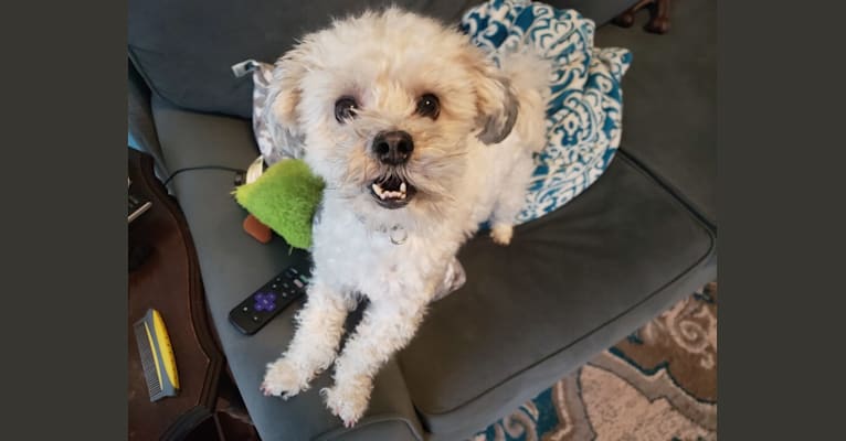 Charley, a Maltese and Havanese mix tested with EmbarkVet.com