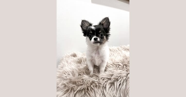 Mona, a Chihuahua tested with EmbarkVet.com