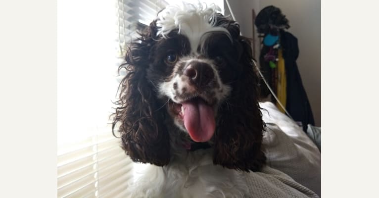 Photo of Piper, a Cocker Spaniel  in Evansville, Indiana, USA