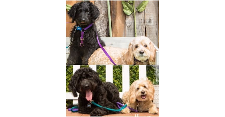 Photo of Jacks, a Cocker Spaniel, Bichon Frise, and Poodle (Small) mix in Annapolis, Maryland, USA