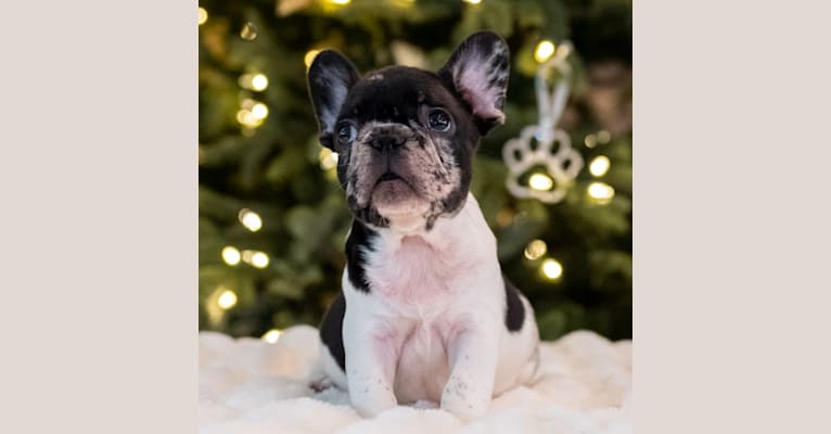 Photo of MOAB, a French Bulldog  in 20029 Western Trails Boulevard, Montgomery, TX, USA