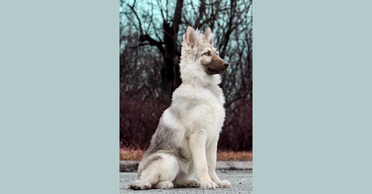 Juvena, a German Shepherd Dog tested with EmbarkVet.com