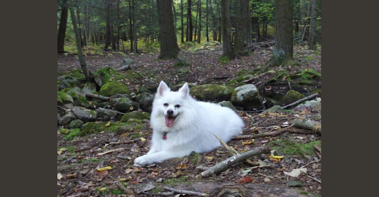 Mugsy, an American Eskimo Dog tested with EmbarkVet.com