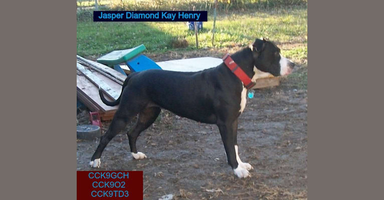 Diamond or Jaspy or Jasper, an American Pit Bull Terrier and Boxer mix tested with EmbarkVet.com