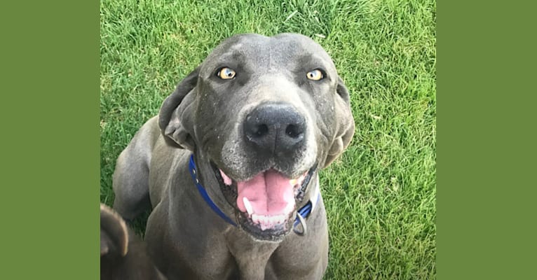 Eclipse, a Great Dane and Weimaraner mix tested with EmbarkVet.com