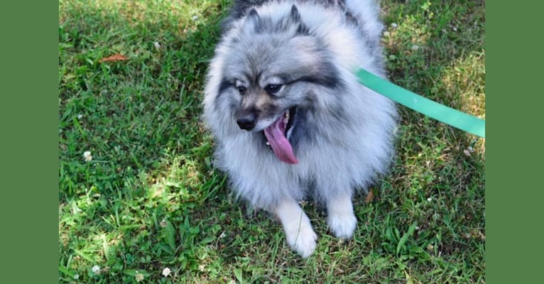 Keisha, a Keeshond tested with EmbarkVet.com