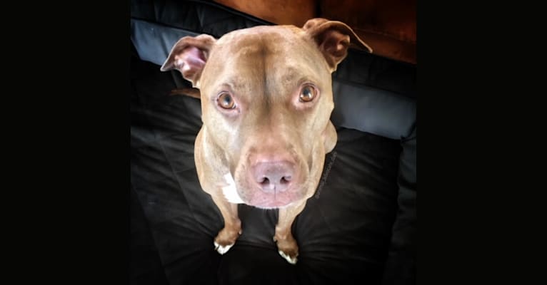 Photo of Blueberry, an American Pit Bull Terrier and American Staffordshire Terrier mix in Tennessee, USA