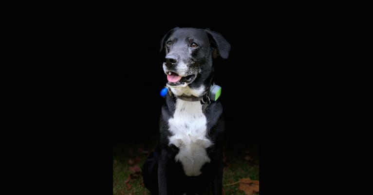Jack Daniel, a Labrador Retriever and Cocker Spaniel mix tested with EmbarkVet.com