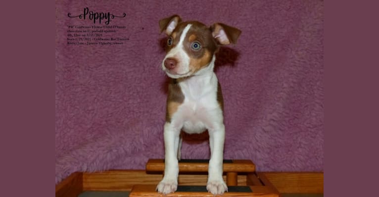 Poppy, a Rat Terrier tested with EmbarkVet.com