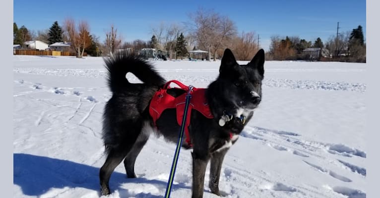 Ares, a Siberian Husky and Australian Cattle Dog mix tested with EmbarkVet.com