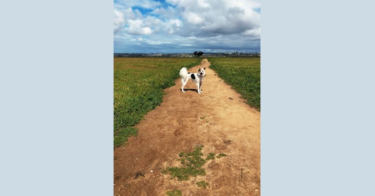 Cali, a Southeast Asian Village Dog tested with EmbarkVet.com