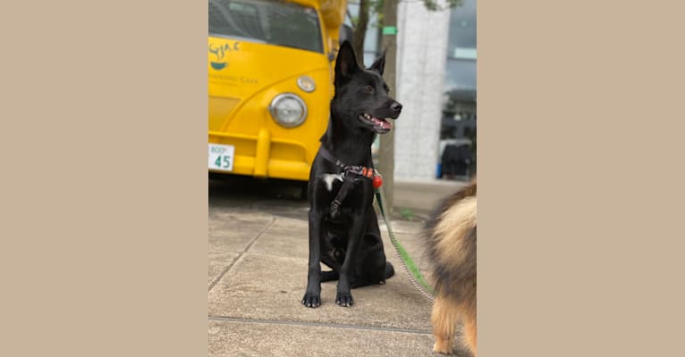 GORO, a Japanese or Korean Village Dog and Shiba Inu mix tested with EmbarkVet.com