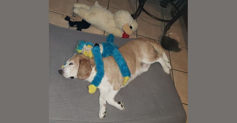 Photo of T T (Todd), a Beagle 