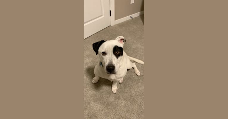 Patches, an American Pit Bull Terrier and Boxer mix tested with EmbarkVet.com