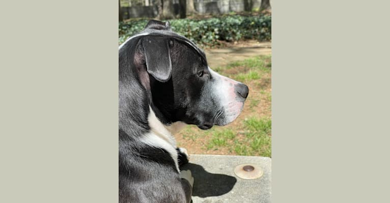 Photo of Chance, an American Pit Bull Terrier, Boxer, and American Staffordshire Terrier mix in Dalton, Georgia, USA