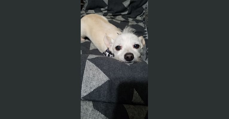 Peanut Rodriguez, a Chihuahua and Shih Tzu mix tested with EmbarkVet.com