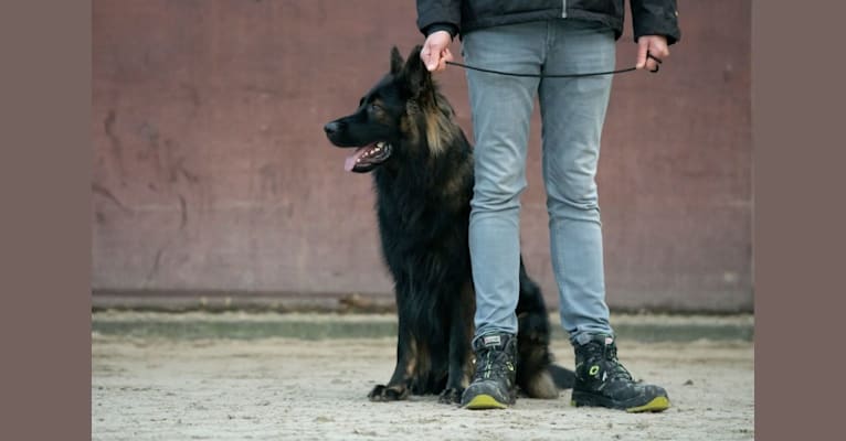Sepp-Lex van Dorpzicht, a German Shepherd Dog tested with EmbarkVet.com