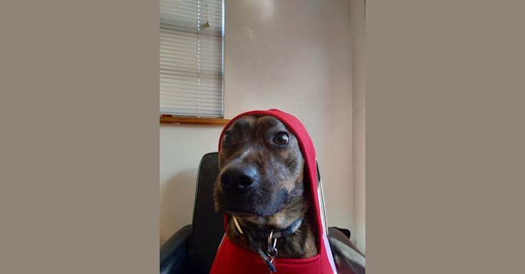 Atlas, an American Pit Bull Terrier (12.2% unresolved) tested with EmbarkVet.com