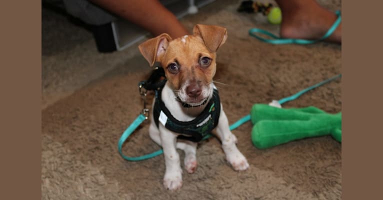 Photo of Tigger, a Chihuahua, Miniature Pinscher, American Pit Bull Terrier, and Russell-type Terrier mix in Honolulu, Hawaii, USA
