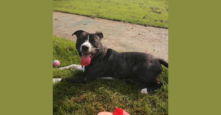 Loki, a Staffordshire Bull Terrier and American Pit Bull Terrier mix tested with EmbarkVet.com