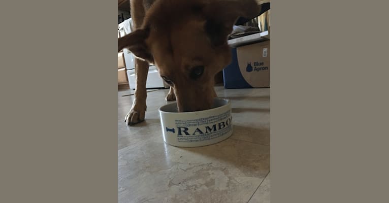 Rambo, a Labrador Retriever and Golden Retriever mix tested with EmbarkVet.com