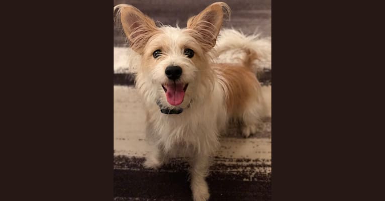 Photo of Finnick, a Poodle (Small), Chihuahua, American Eskimo Dog, Russell-type Terrier, and Lhasa Apso mix in Houston, Texas, USA