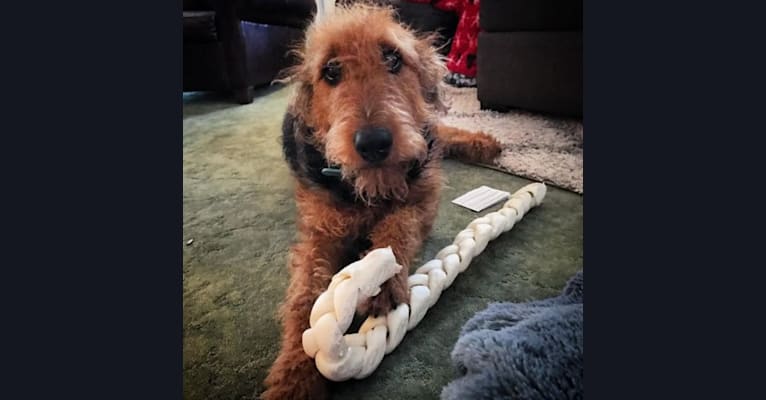 Photo of Maisy, an Airedale Terrier  in Arkansas, USA
