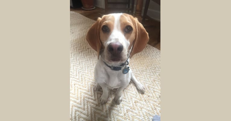 Photo of Spencer, a Beagle  in Washington, District of Columbia, USA