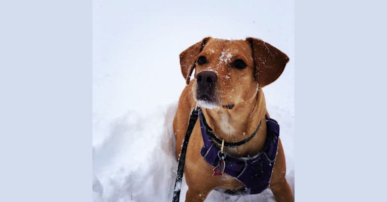 Doughy, a Rottweiler and Labrador Retriever mix tested with EmbarkVet.com