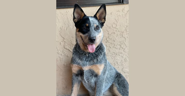 Moxie “Tin Roof’s Dash-of-Sass”, an Australian Cattle Dog tested with EmbarkVet.com