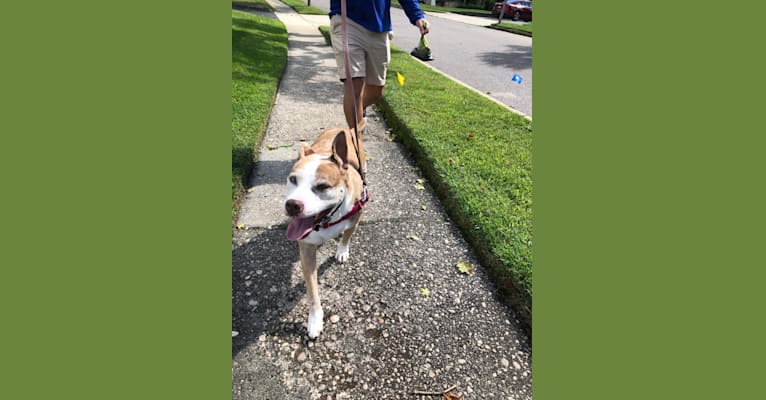 Louie, an American Pit Bull Terrier and American Staffordshire Terrier mix tested with EmbarkVet.com