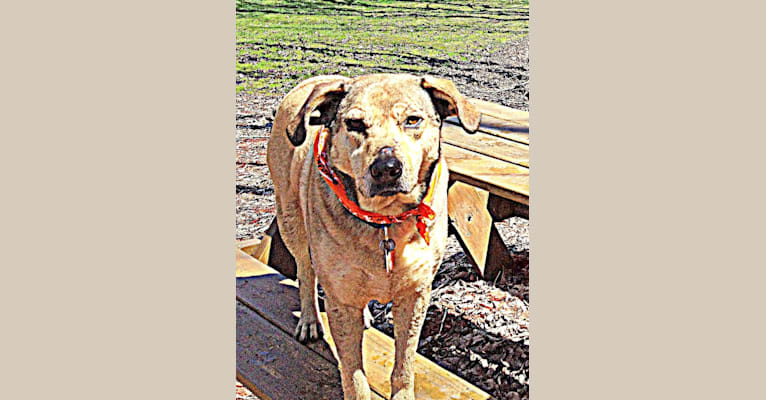 Photo of Chase, an American Pit Bull Terrier, Great Pyrenees, Beagle, and Mixed mix in Alabama, USA